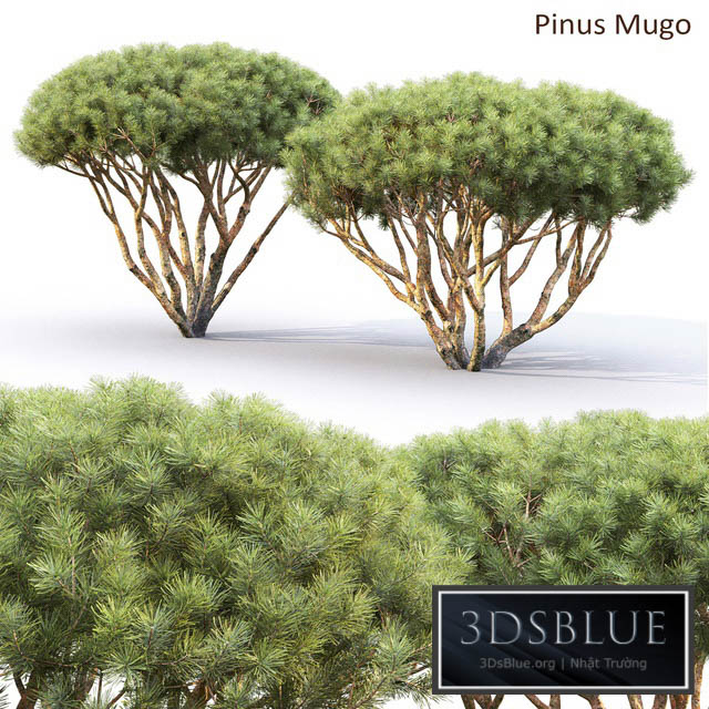 Pine 3DS Max - thumbnail 3