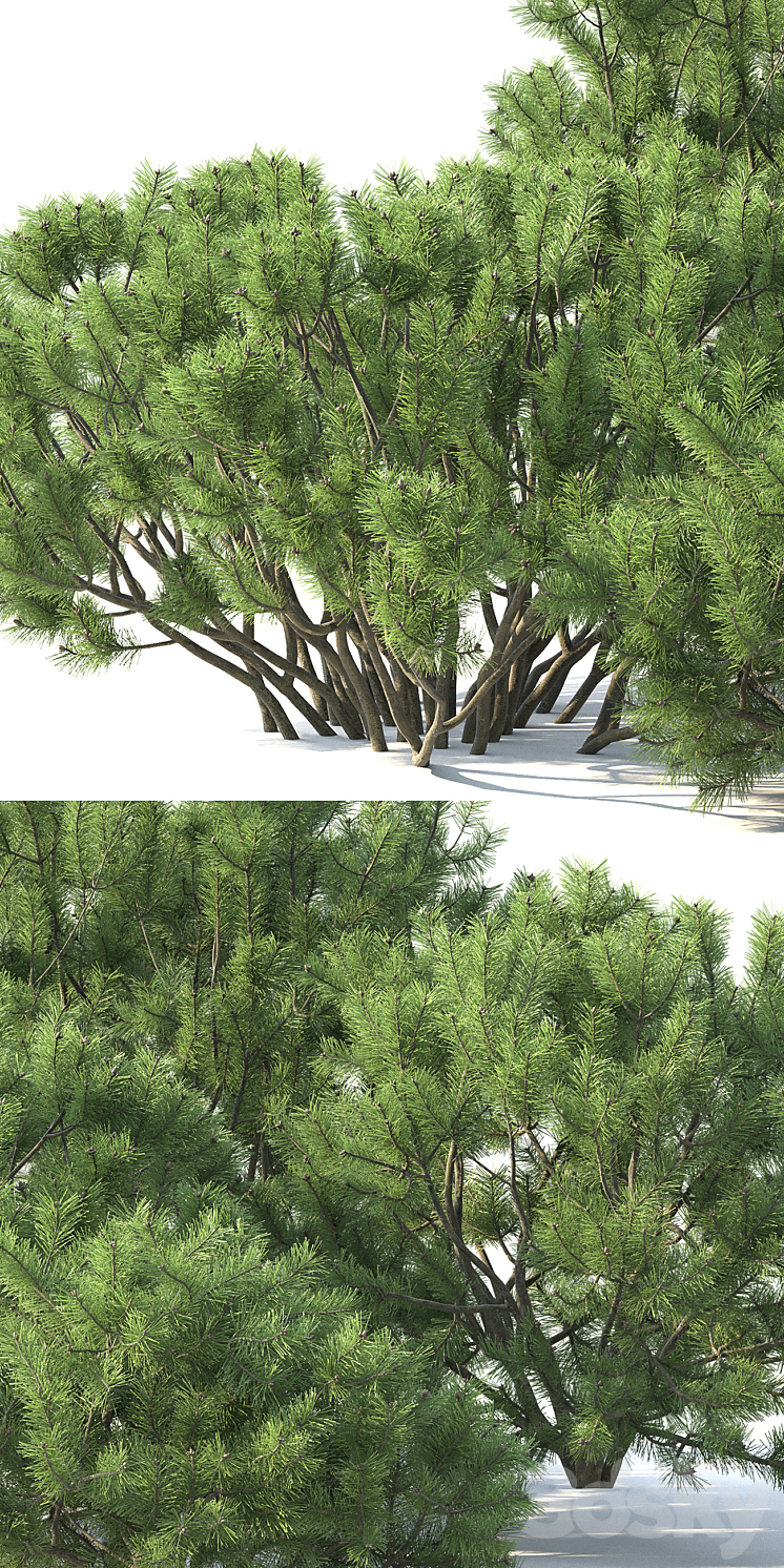 Pine 3DS Max - thumbnail 2