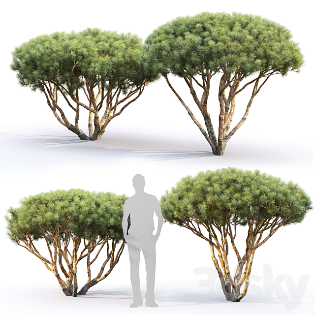 Pine 3DSMax File - thumbnail 2