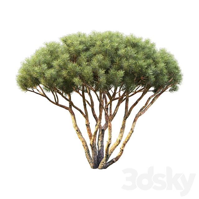 Pine 3DSMax File - thumbnail 3