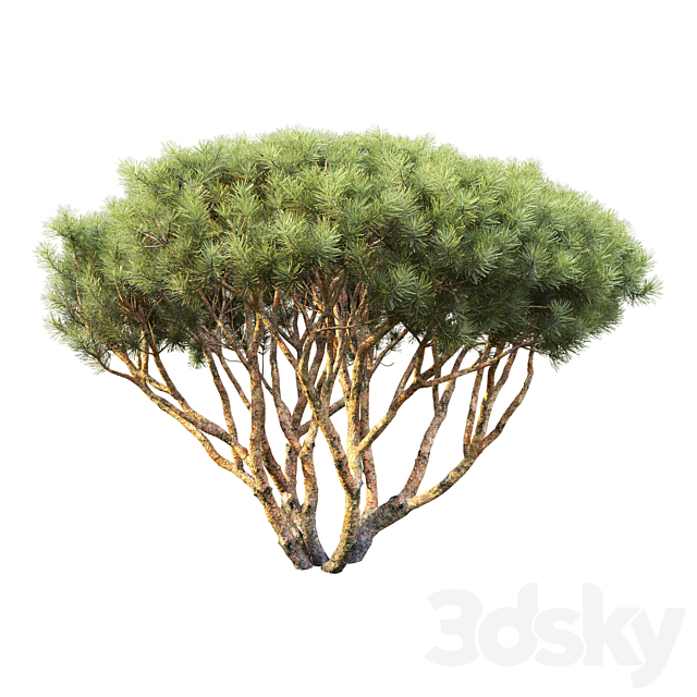 Pine 3DSMax File - thumbnail 4