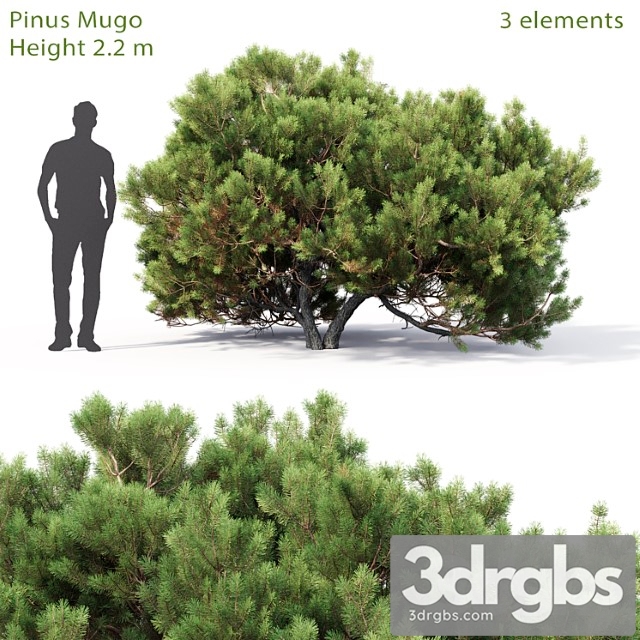 Pine 63 3dsmax Download - thumbnail 1