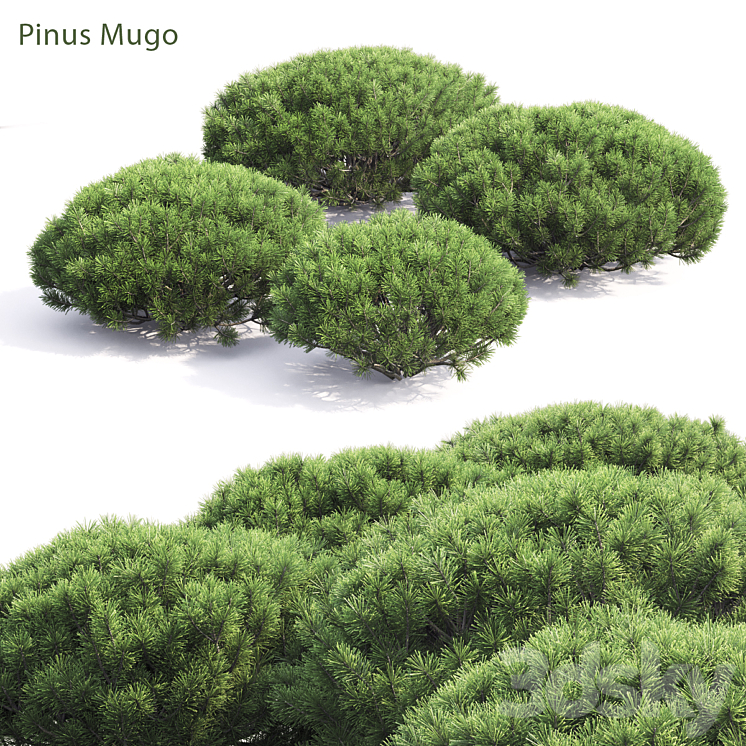 Pinus Mugo 3DS Max - thumbnail 1