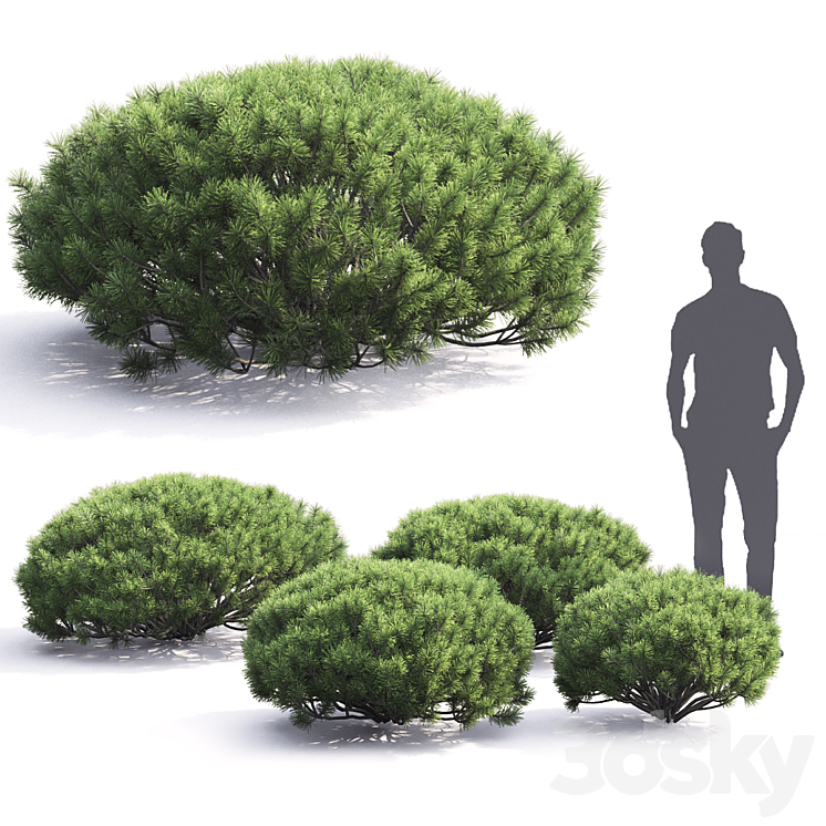 Pinus Mugo 3DS Max - thumbnail 2