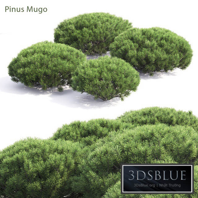 Pinus Mugo 3DS Max - thumbnail 3