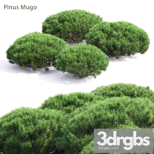 Pinus Mugo 3dsmax Download - thumbnail 1
