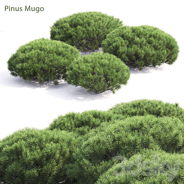 Pinus Mugo 3DSMax File - thumbnail 1