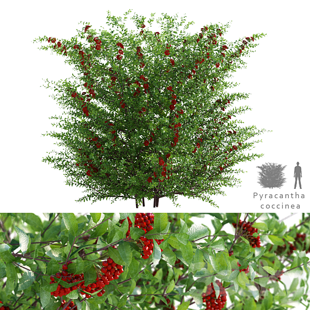 Pirakanta ala | Pyracantha coccinea 3ds Max - thumbnail 1