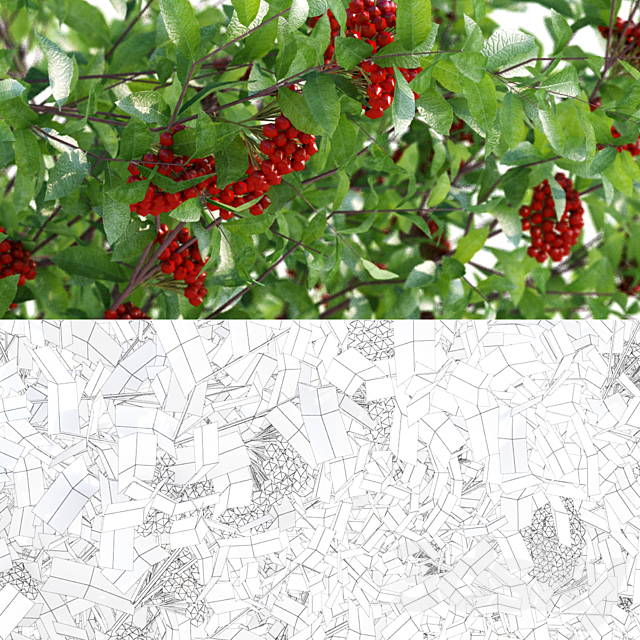 Pirakanta ala | Pyracantha coccinea 3ds Max - thumbnail 2