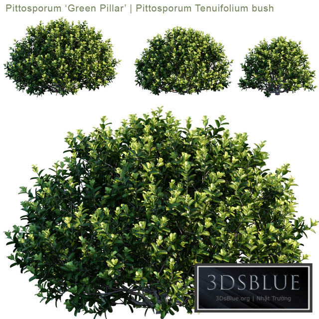 “Pittosporum “”Green Pillar”” | Pittosporum tenuifolium bush” 3DS Max - thumbnail 3