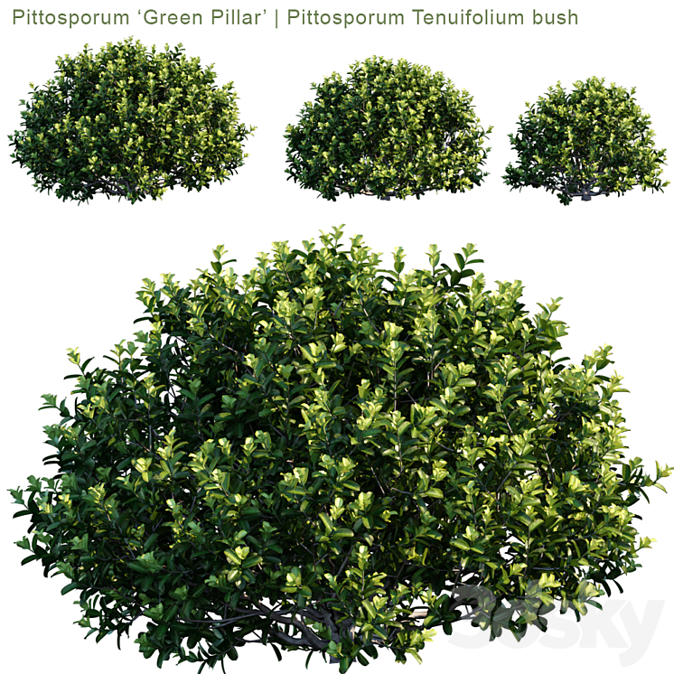 “Pittosporum “”Green Pillar”” | Pittosporum tenuifolium bush” 3DS Max - thumbnail 1