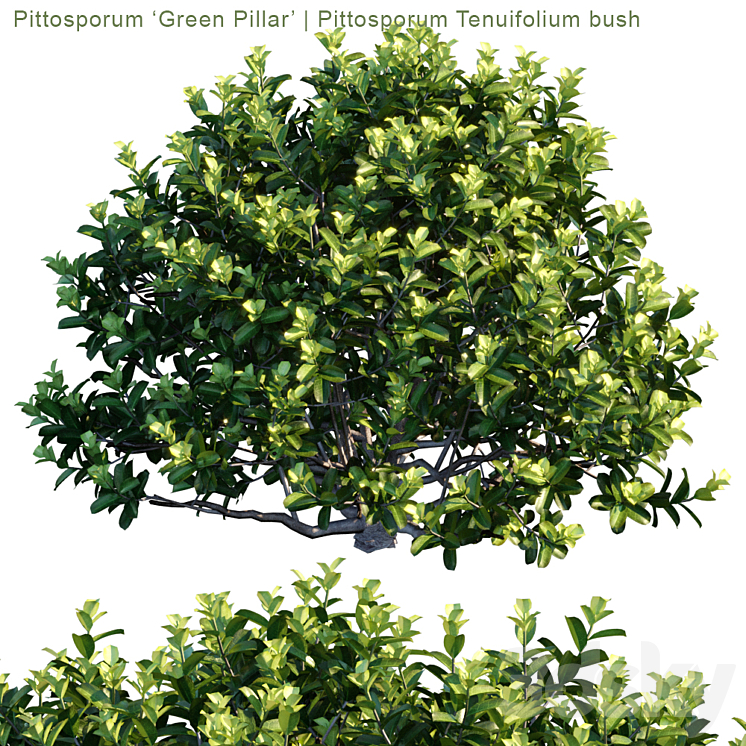 “Pittosporum “”Green Pillar”” | Pittosporum tenuifolium bush” 3DS Max - thumbnail 2