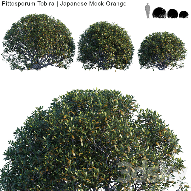 Pittosporum Tobira | Japanese Mock Orange bush 3ds Max - thumbnail 1