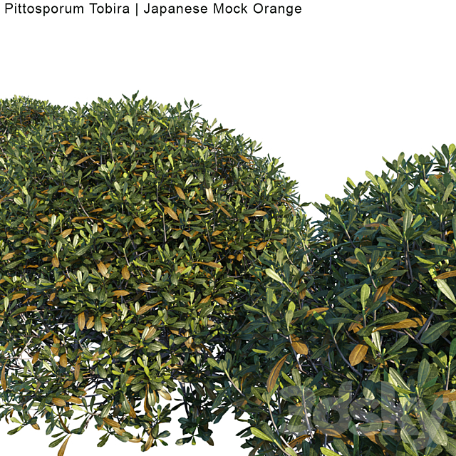 Pittosporum Tobira | Japanese Mock Orange bush 3ds Max - thumbnail 2