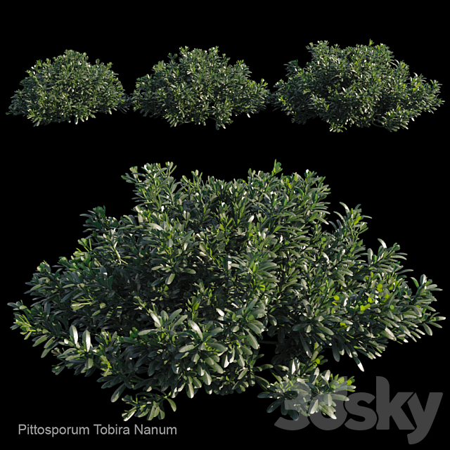 Pittosporum tobira nanum 3ds Max - thumbnail 1