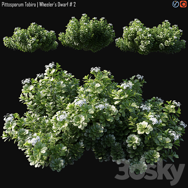 Pittosporum Tobira | Wheeler’s Dwarf # 2 3ds Max - thumbnail 1