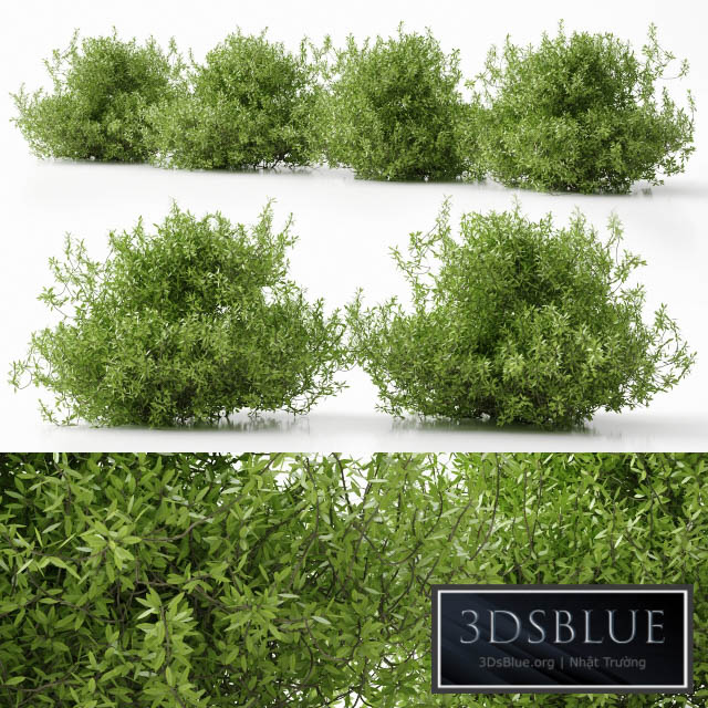 plant 11 3DS Max - thumbnail 3