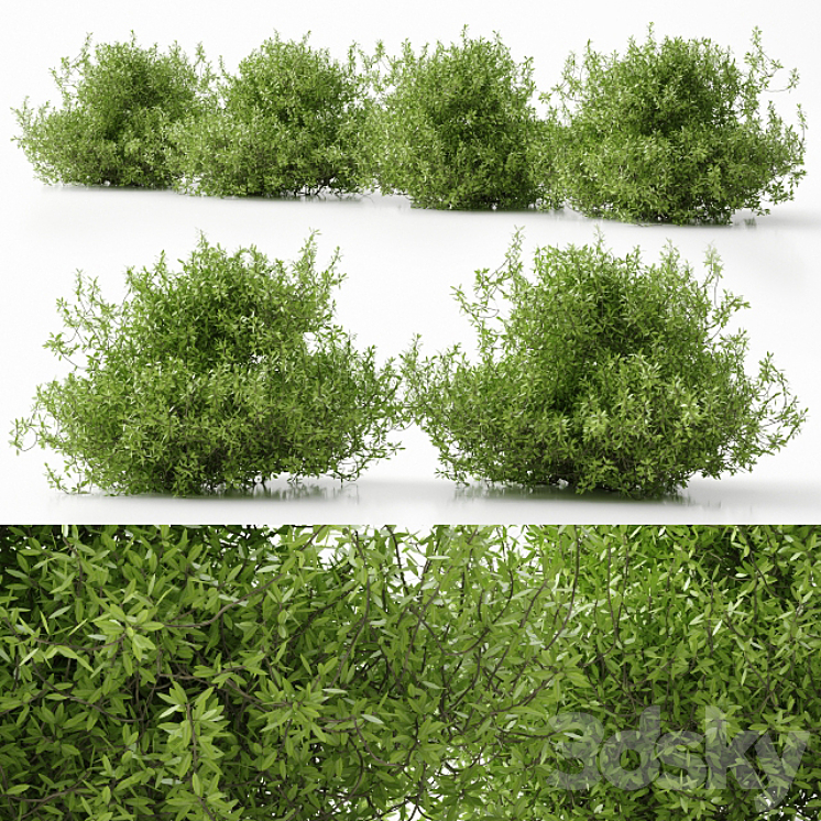 plant 11 3DS Max - thumbnail 1