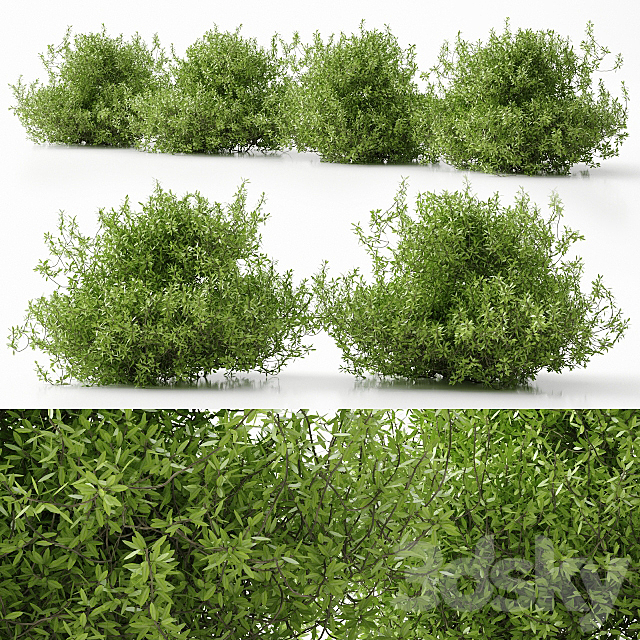 plant 11 3DSMax File - thumbnail 1