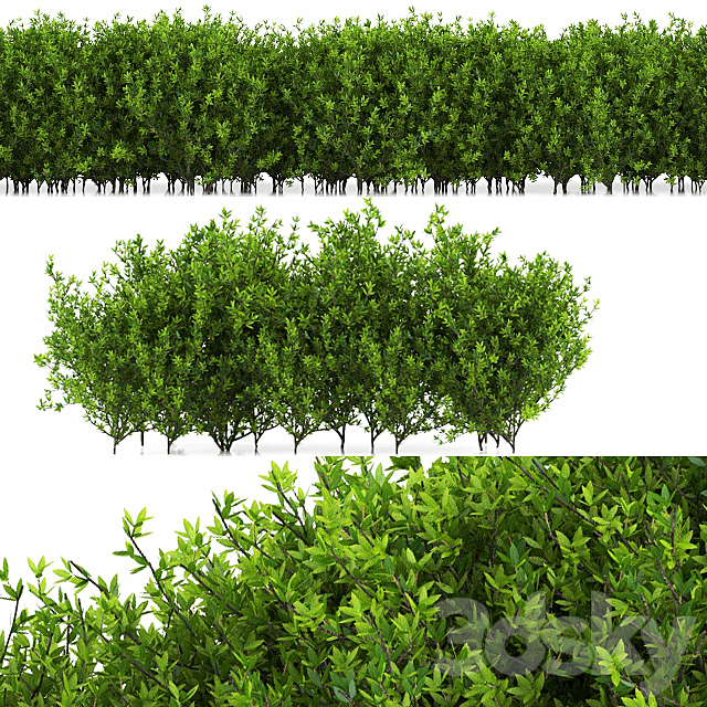 plant 35 3DSMax File - thumbnail 1