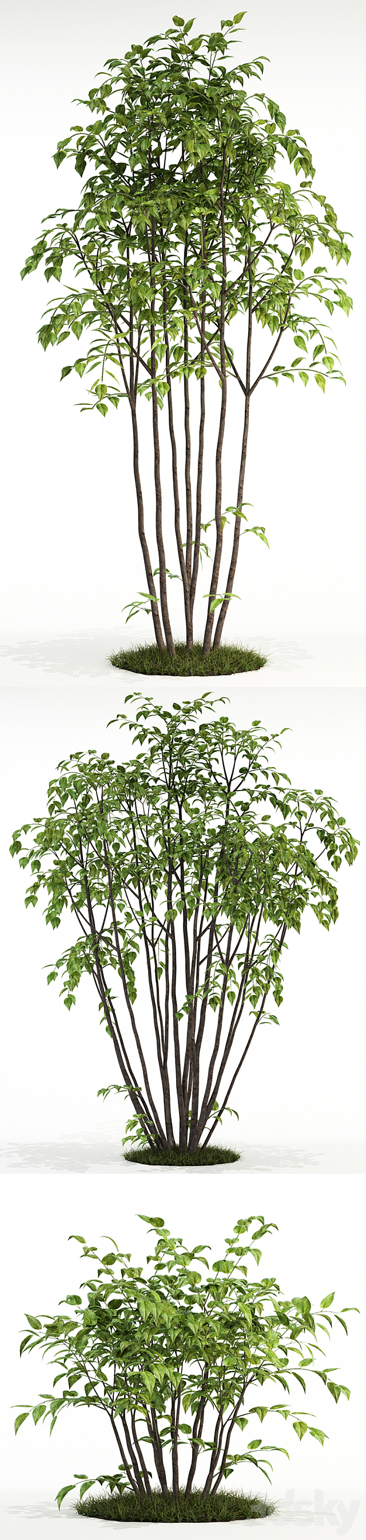 Plants collection 84 3DS Max - thumbnail 2