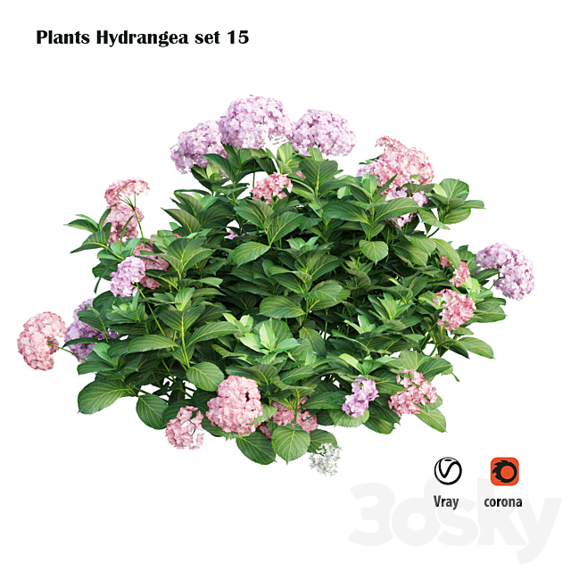 Plants Hydrangea set 15 3ds Max - thumbnail 1