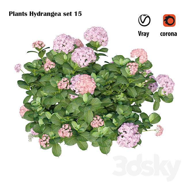 Plants Hydrangea set 15 3ds Max - thumbnail 2