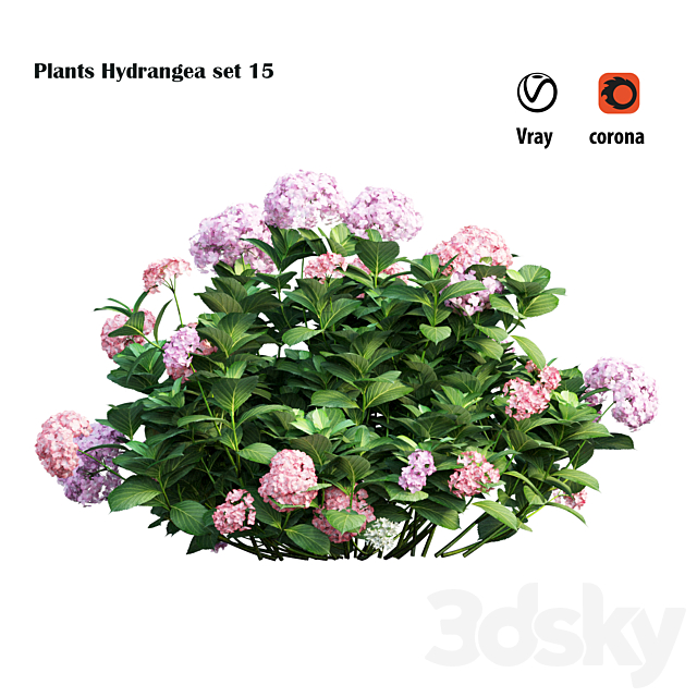 Plants Hydrangea set 15 3ds Max - thumbnail 3