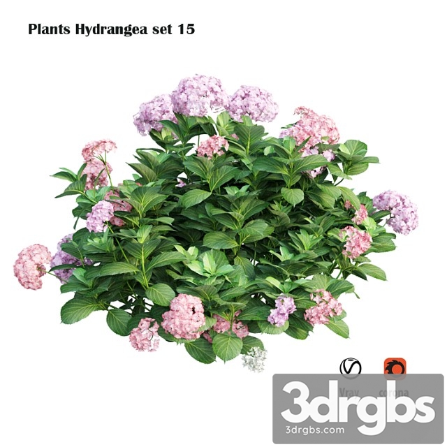 Plants hydrangea set 15 - thumbnail 1