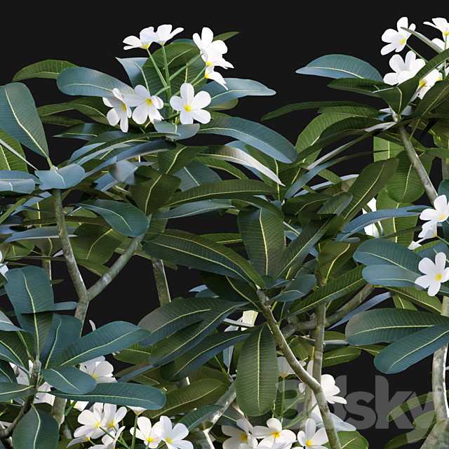 Plumeria Obtusa – White Frangipani – 01 3DS Max Model - thumbnail 2