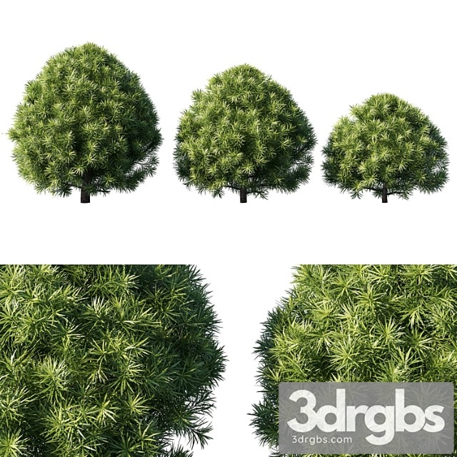 Podocarpus macrophyllas 03 - thumbnail 1