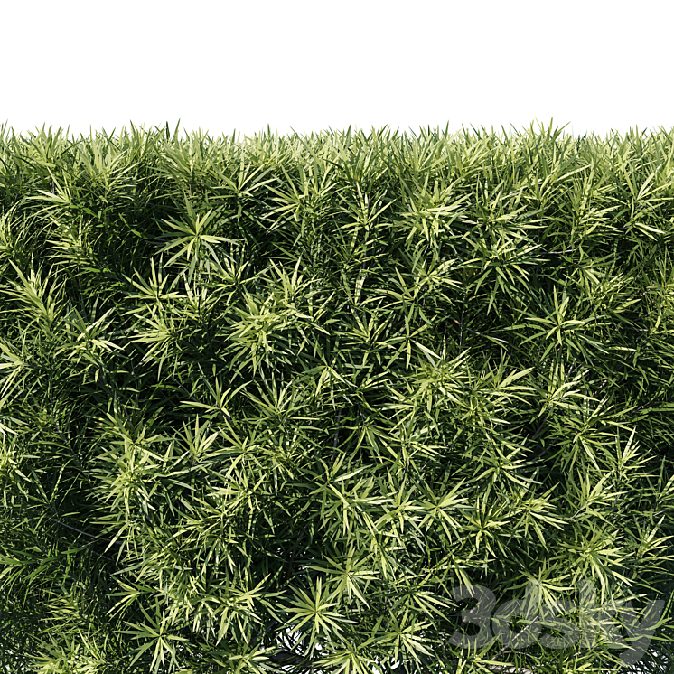 Podocarpus macrophyllas 05 3DS Max Model - thumbnail 2