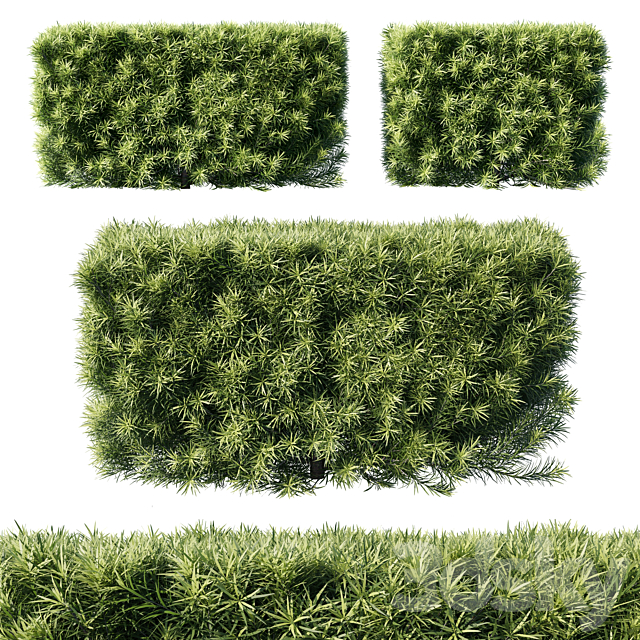 Podocarpus macrophyllas 05 3DSMax File - thumbnail 1