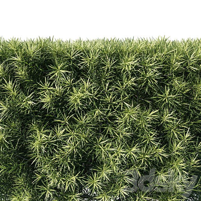 Podocarpus macrophyllas 05 3DSMax File - thumbnail 2