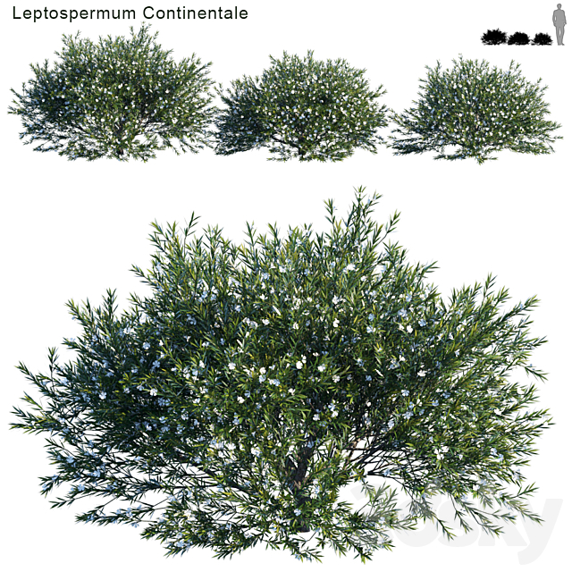 Prickly Tea-tree | Leptospermum Continentale # 1 3ds Max - thumbnail 1