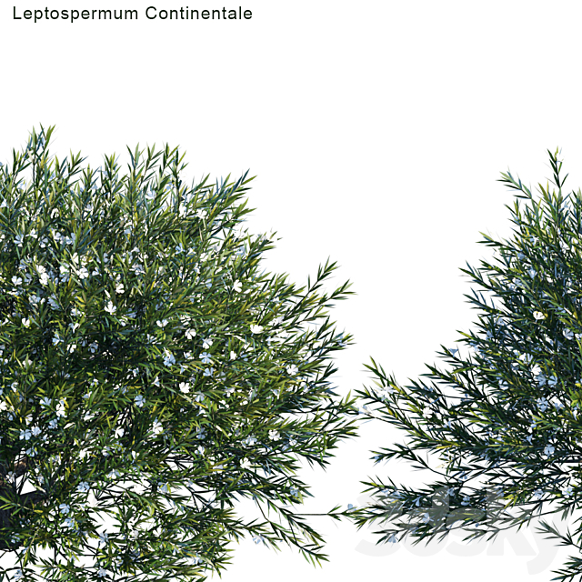 Prickly Tea-tree | Leptospermum Continentale # 1 3ds Max - thumbnail 2