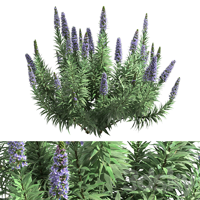 Pride of Madeira – Echium candicans 3ds Max - thumbnail 1