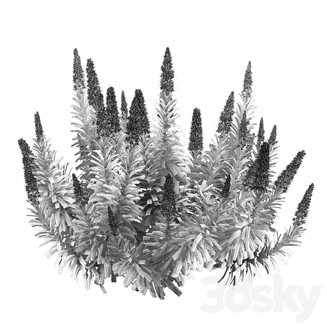 Pride of Madeira – Echium candicans 3ds Max - thumbnail 2