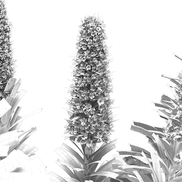 Pride of Madeira – Echium candicans 3ds Max - thumbnail 3