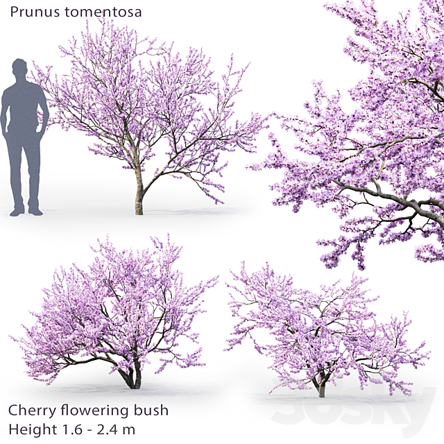 Prunus tomentosa | Cherry flowering bush # 1 3ds Max - thumbnail 1