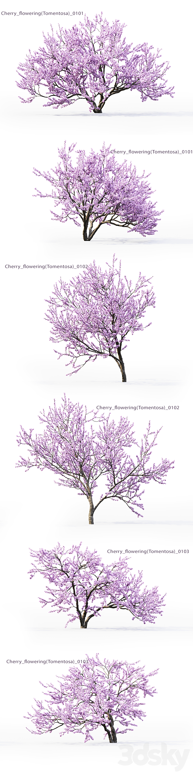 Prunus tomentosa | Cherry flowering bush # 1 3ds Max - thumbnail 2