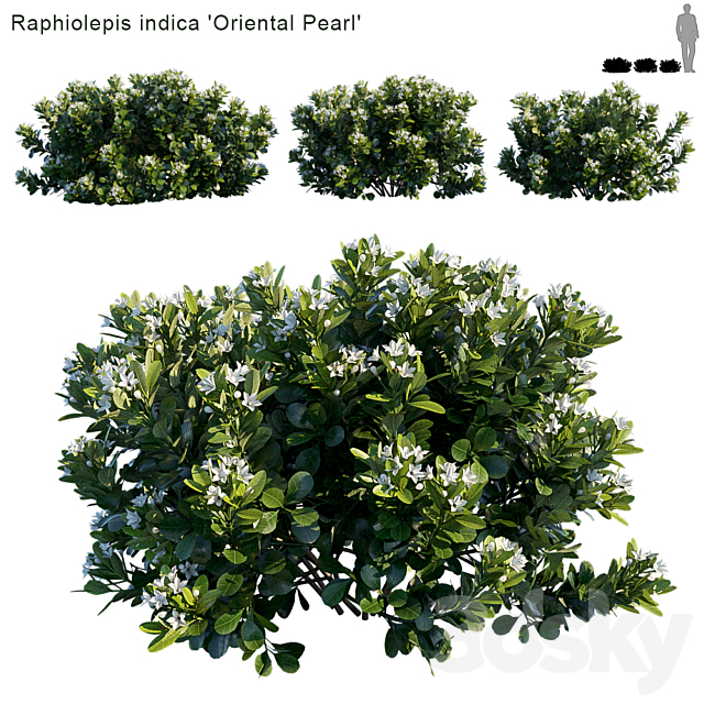 Raphiolepis indica | Oriental Pearl 3ds Max - thumbnail 1