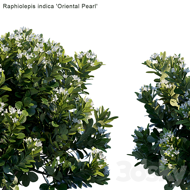 Raphiolepis indica | Oriental Pearl 3ds Max - thumbnail 2