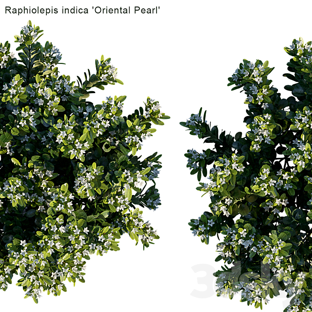 Raphiolepis indica | Oriental Pearl 3ds Max - thumbnail 3