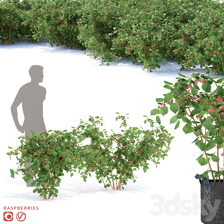 Raspberry bushes | Raspberries 3DS Max - thumbnail 1