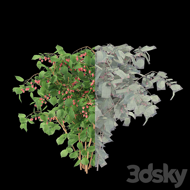 Raspberry bushes | Raspberries 3DS Max - thumbnail 2