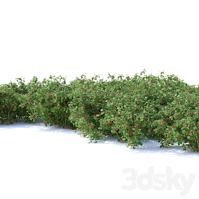 Raspberry bushes | Raspberries 3DS Max Model - thumbnail 3