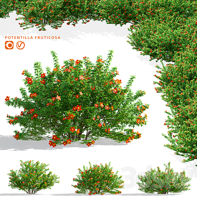 Red shrubby cinquefoil | Potentilla fruticosa 3ds Max - thumbnail 1