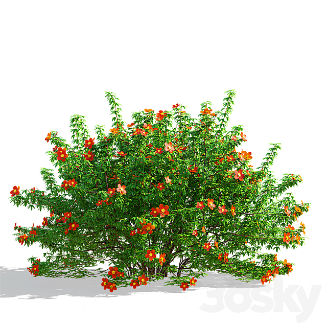 Red shrubby cinquefoil | Potentilla fruticosa 3ds Max - thumbnail 3