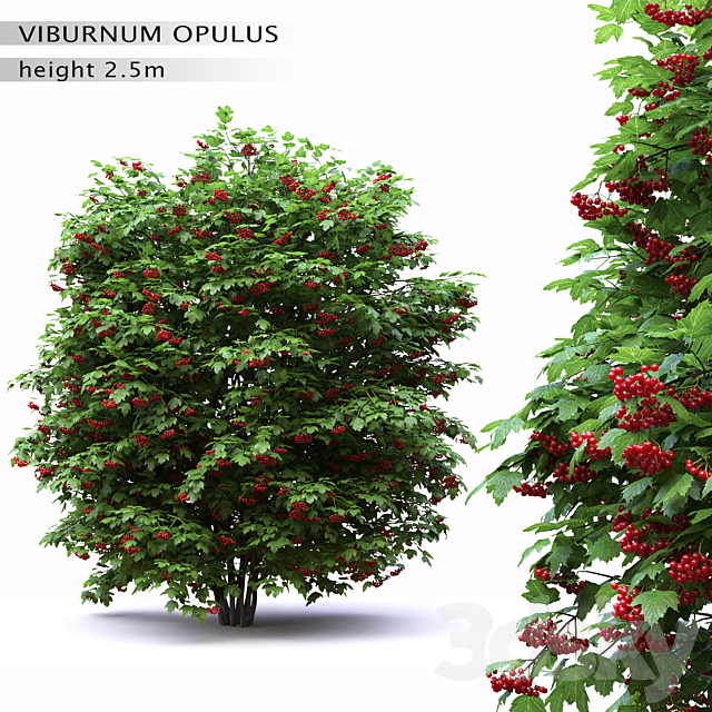 Red Wild Red Viburnum 3DSMax File - thumbnail 1